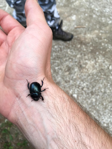 Photo close-up of human hand holding insect