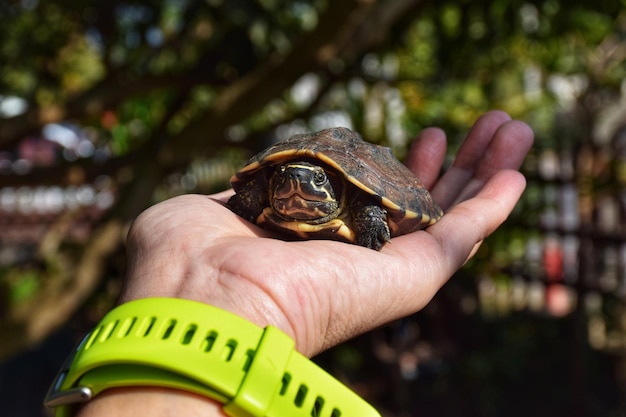 Foto close-up di una mano umana che tiene una foglia