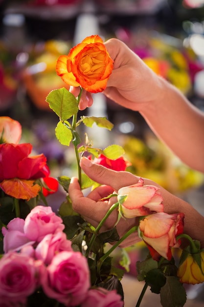 Close-up of human hand holding orange rose