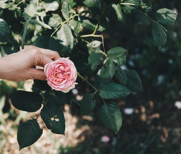 Photo close-up of human hand holding pink rose on plant