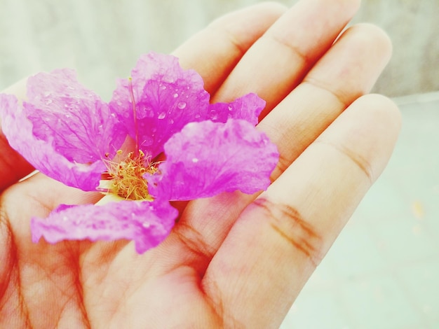 Foto close-up di una mano umana che tiene un fiore viola