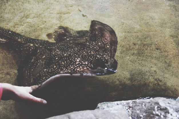 Foto close-up di una mano umana che tocca il pesce