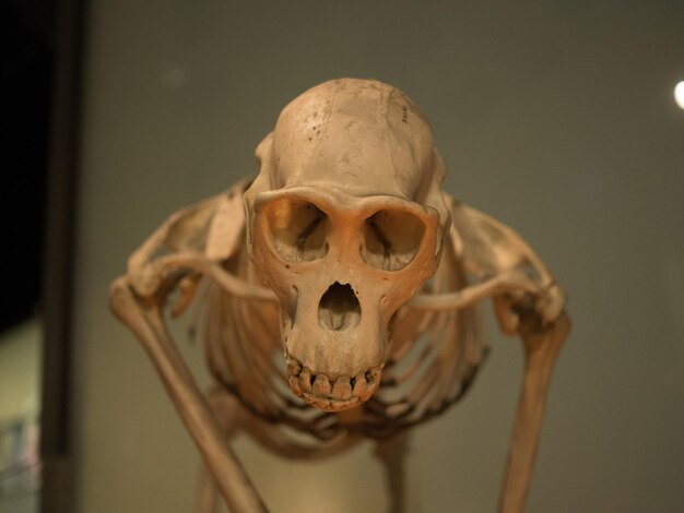 Photo close-up of human skeleton