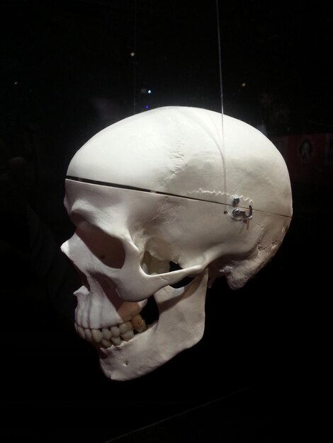 Foto close-up di un cranio umano in camera oscura