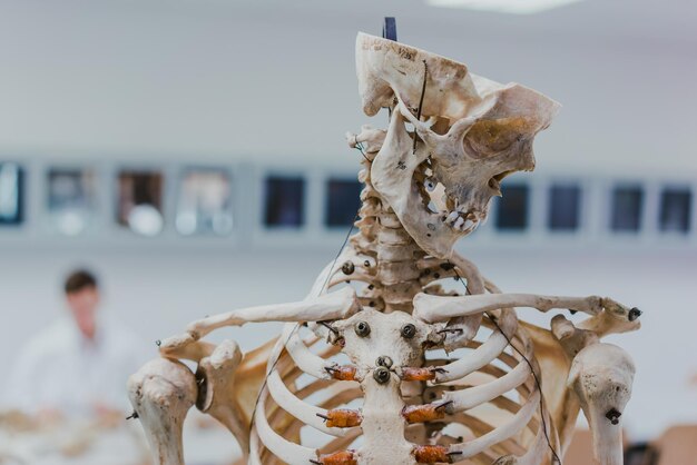 Foto close-up di un cranio umano in un museo