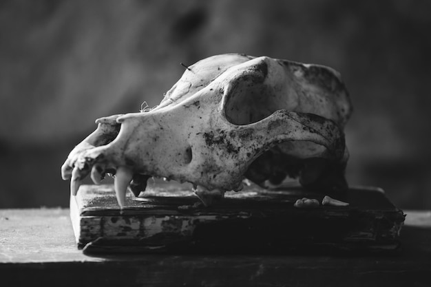 Photo close-up of human skull