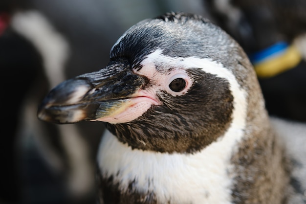 写真 フンボルトペンギンまたは南アメリカペンギンを閉じます。