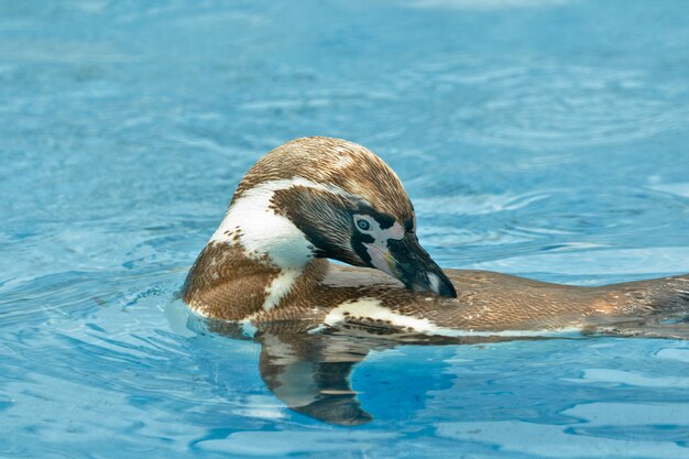 フンボルトペンギンスイミングのクローズアップ