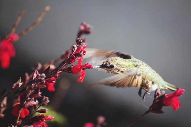 close-up of hummingbird drinking from red flower