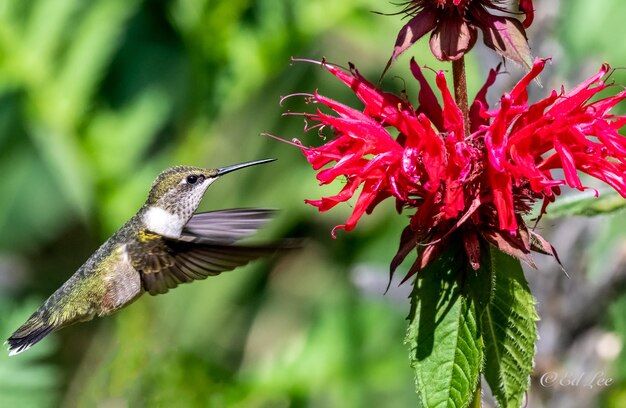 Photo close-up of hummingbird feeding on red bee balm