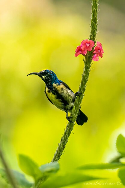 Close-up of hummingbird on flower