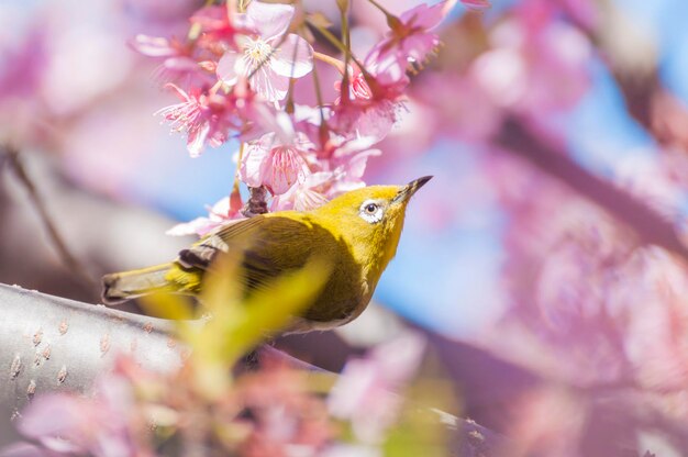 ピンクの花の上にあるハミングバードのクローズアップ