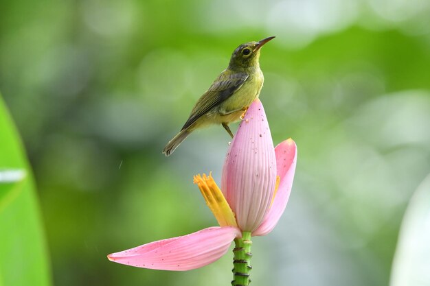 Photo close-up of hummingbird on pink flower