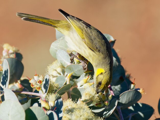 Foto prossimo piano del colibrì sulla pianta