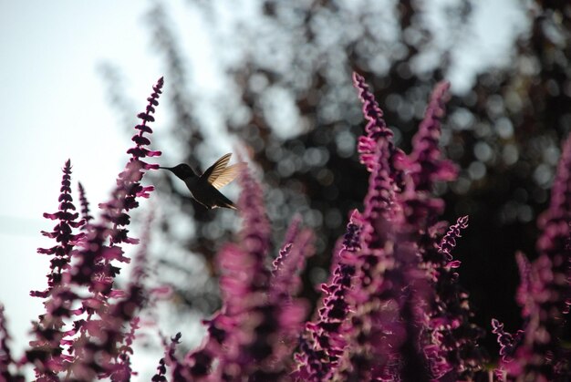 Foto close-up di un colibrì che impollina un fiore