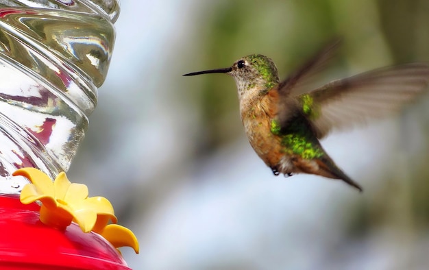 Photo close-up of hummingbird