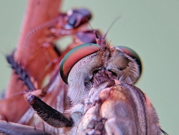 Photo close-up of hummingbird