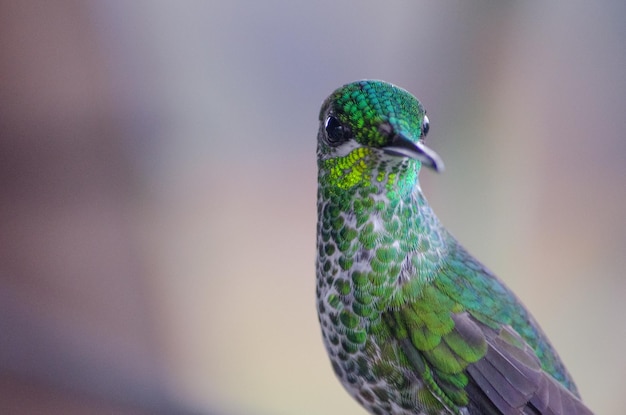 Photo close-up of hummingbird