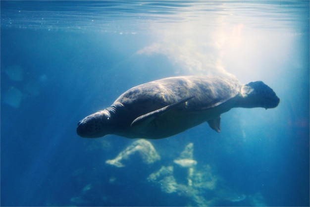 Close-up of humpback whale swimming in sea