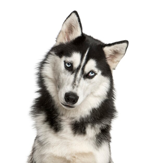 Close-up of a Husky in front of a white wall