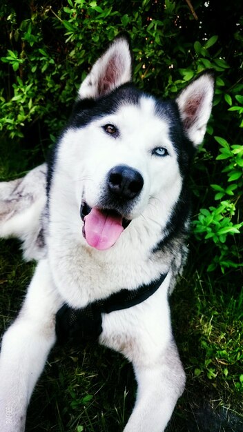 Close-up of husky sitting in field