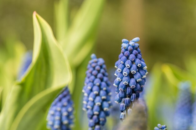 Close-up of hyacinth buds on field