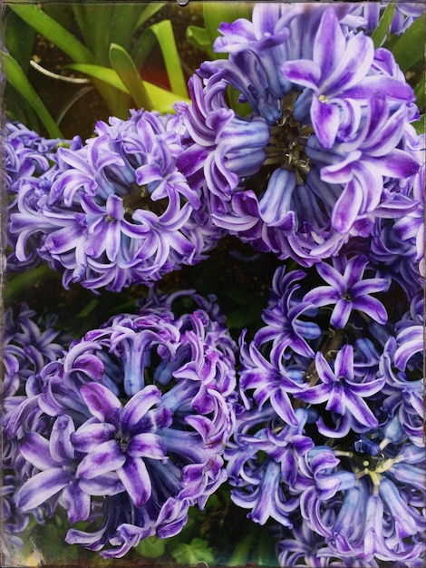 close-up of hyacinth flowers blooming outdoors