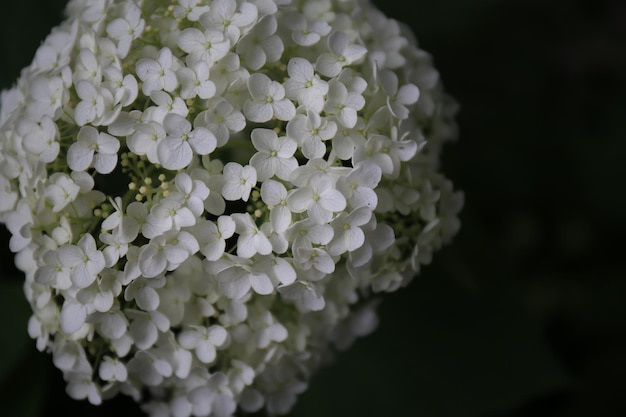 Foto close-up di un'ortensia in fiore in campo