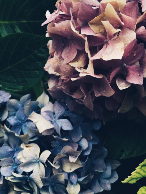 Foto prossimo piano di un'ortensia in fiore all'aperto