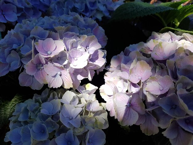 Close-up of hydrangea blooming outdoors