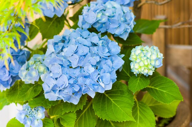 Foto prossimo piano di un'ortensia in fiore all'aperto