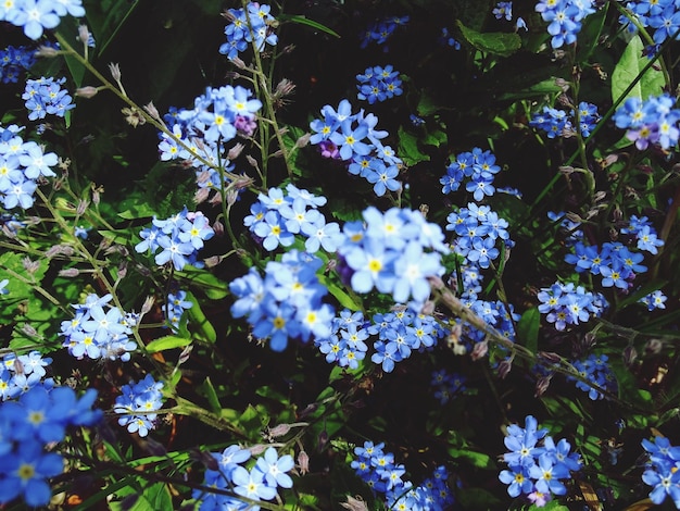 Close-up of hydrangea blooming outdoors