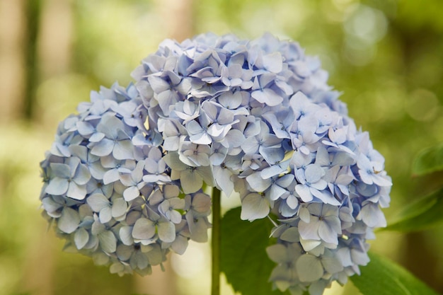 ホルテンジアの花のクローズアップ
