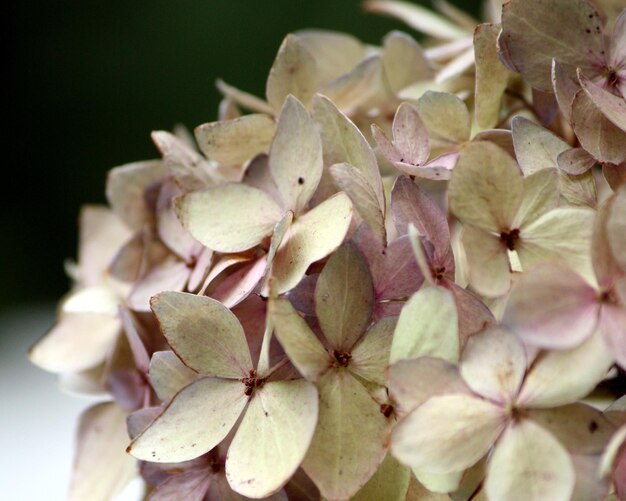 Foto prossimo piano dei fiori dell'ortensia