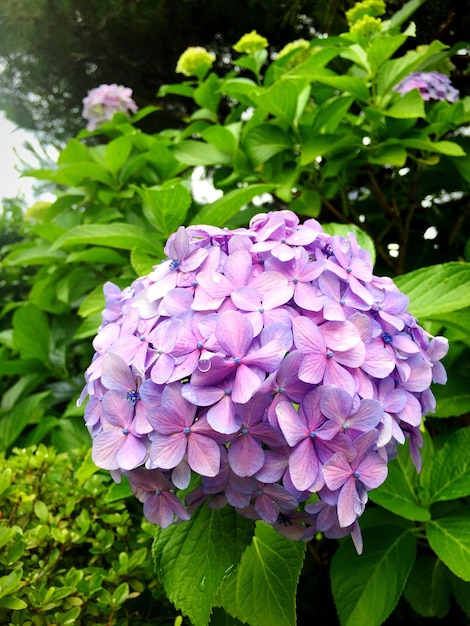 Close-up of hydrangeas blooming in park