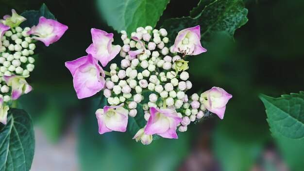 Close-up of hydrangeas on field