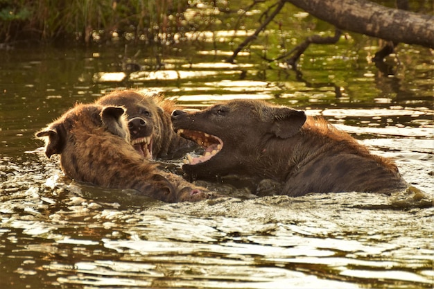 Photo close-up of hyenas in lake