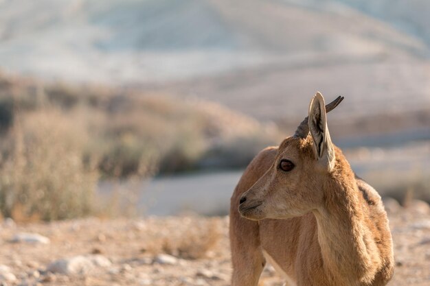 Photo close-up of ibex on field