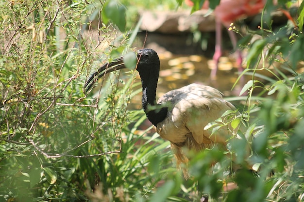 Photo close-up of ibis bird in tall grass