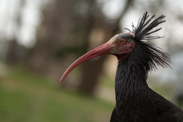 Foto prossimo piano di un ibis eremita