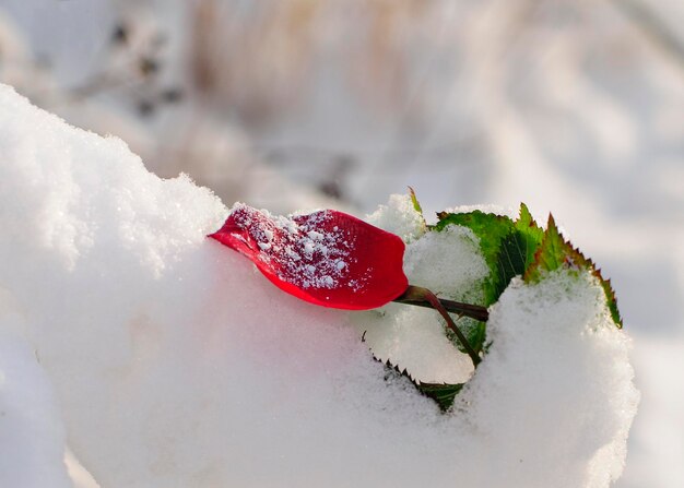 Photo close-up of ice cream in snow