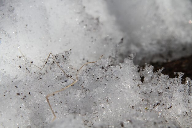 Photo close-up of ice on field during winter