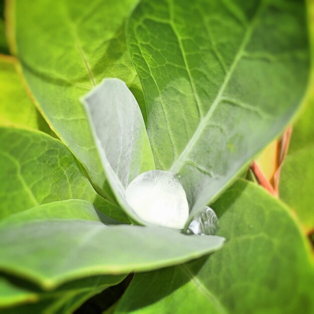 Close-up of ice on leaves