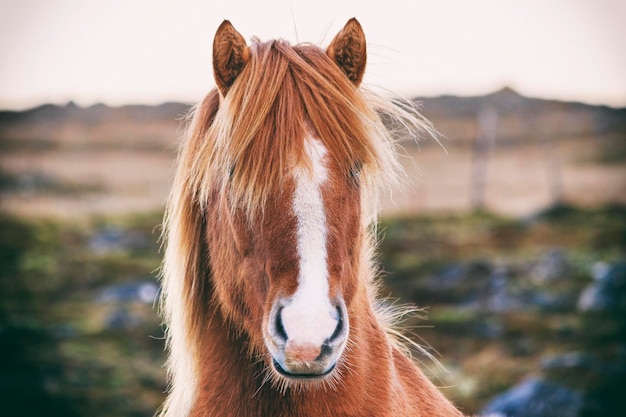 アイスランド馬のクローズアップ