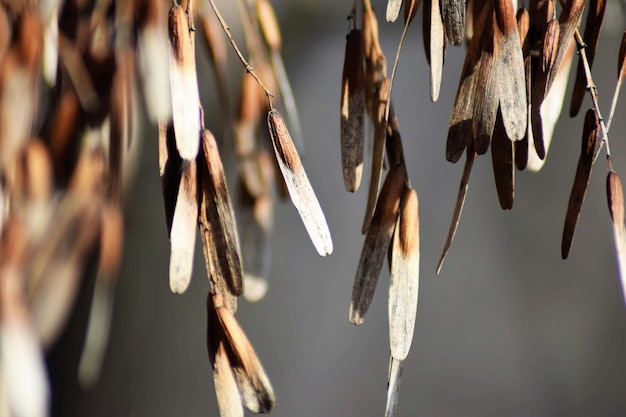 Photo close-up of icicles hanging on plant
