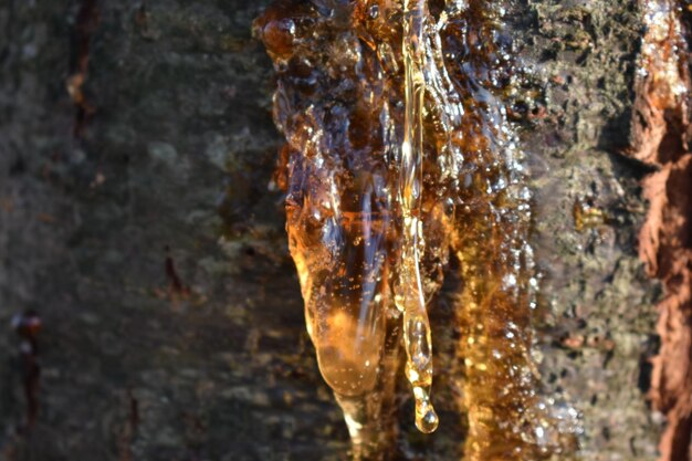 Close-up of icicles on rock