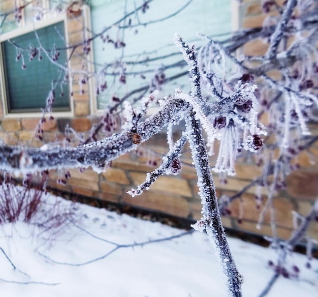 Foto close-up di ghiaccioli sugli alberi durante l'inverno