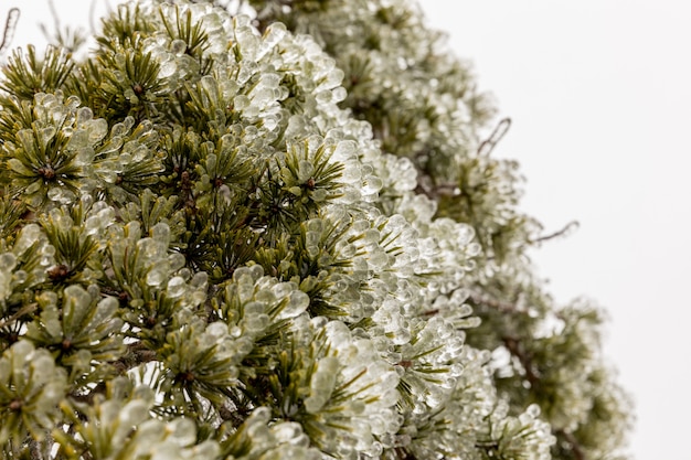 Close up of the icy, frozen needles on a pine tree frozen during an ice storm in winter