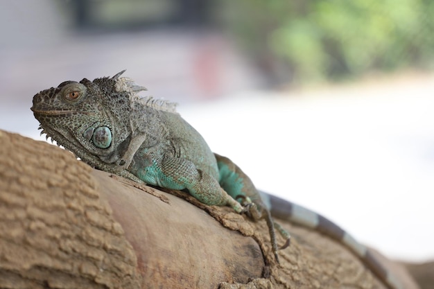 Close up Iguana on dry wood