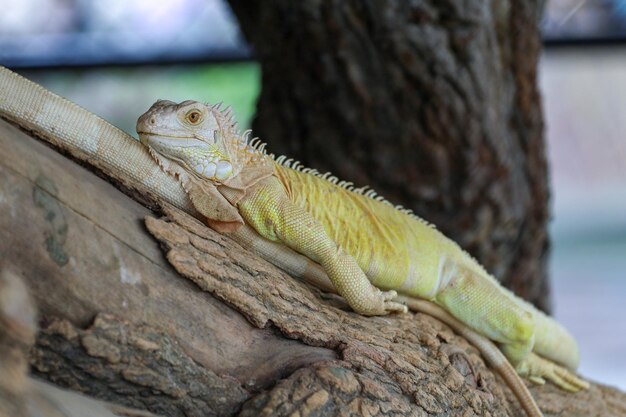 close up Iguana on dry wood